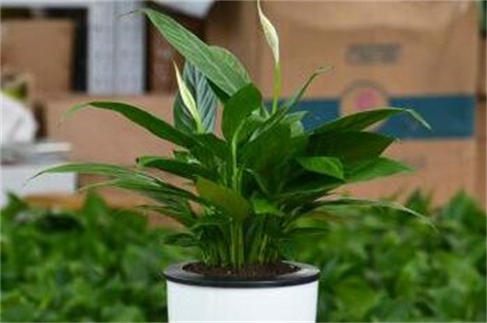 白掌叶子下垂如何恢复？4个步骤恢复生机
