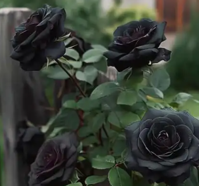 黑玫瑰的花语