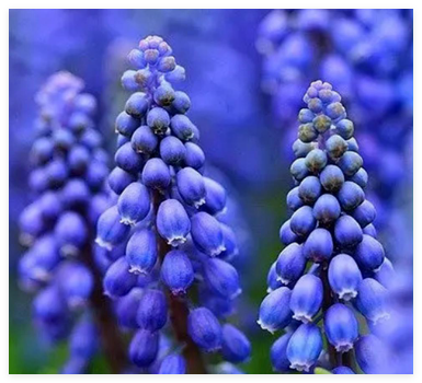风信子的花语是什么