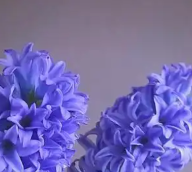 风信子的花语
