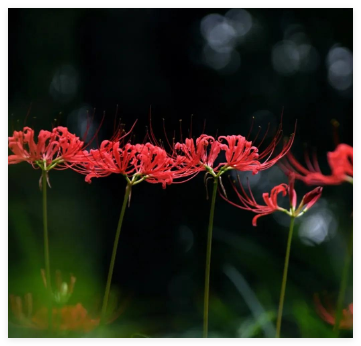 彼岸花的传说与花语