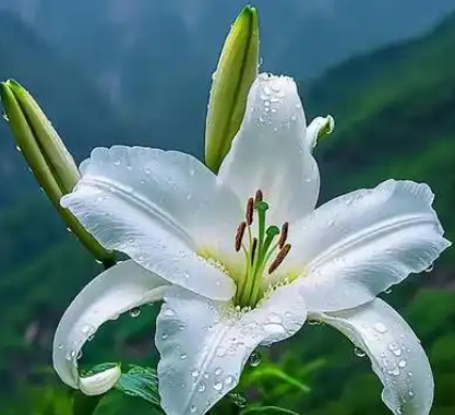 百合花的花语