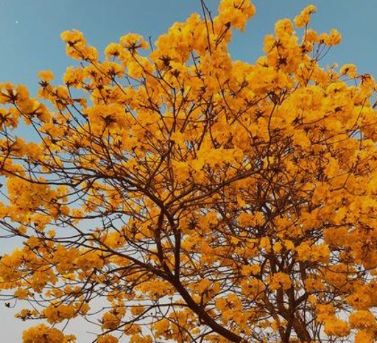 黄风铃花的花语和寓意