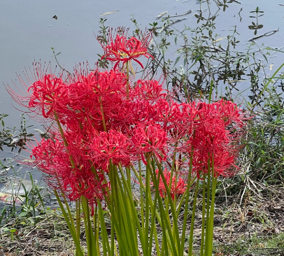 曼珠沙华的花语
