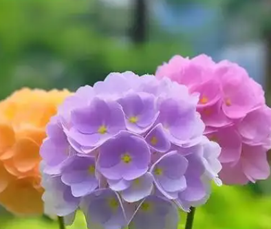 绣球花的花语