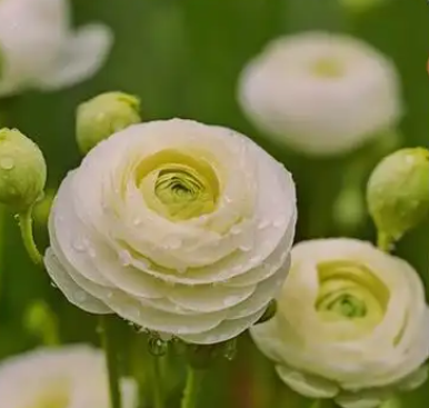 洋牡丹的花语和寓意