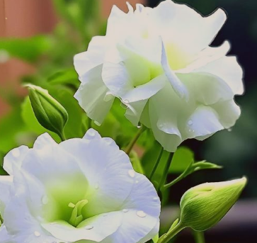洋桔梗花的花语