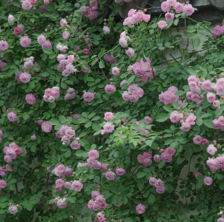 蔷薇花的花语