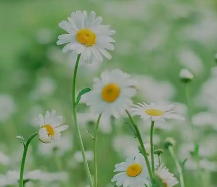 雏菊的花语