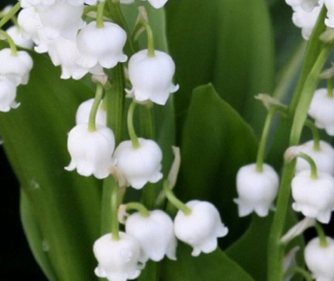 铃兰花的花语