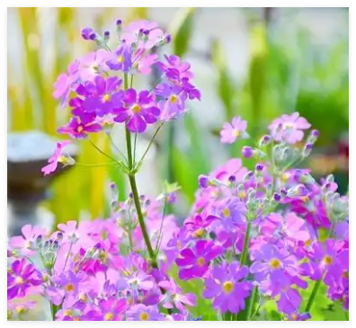 樱花草的花语