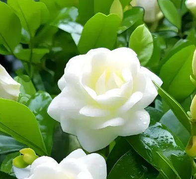 栀子花的花语和寓意