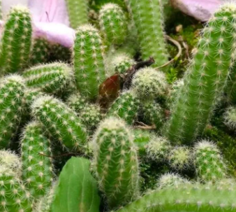 仙人掌的花语