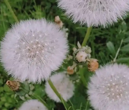 蒲公英的花语