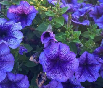 牵牛花的花语