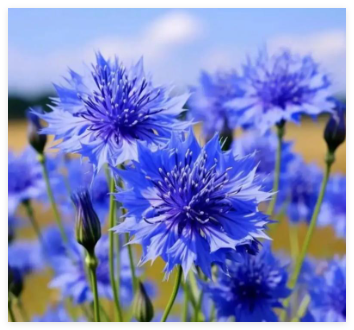 矢车菊的花语是什么