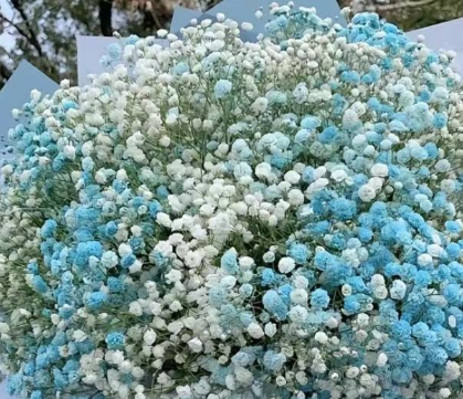 满天星的花语和寓意