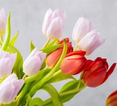 郁金香的花语和象征意义