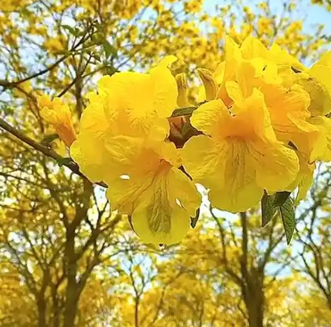 黄风铃花的花语和寓意