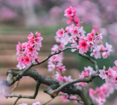 桃花的花语